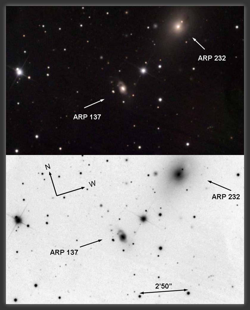 ARP-137