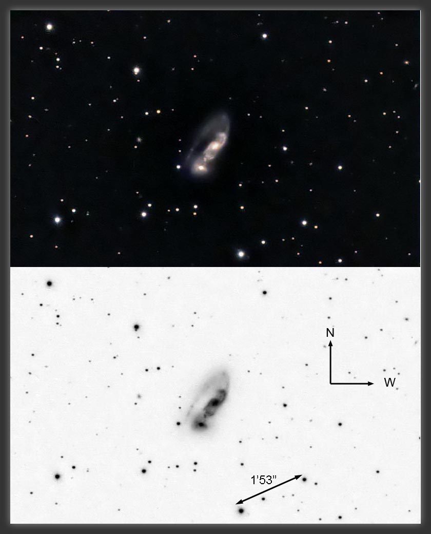 ARP-81